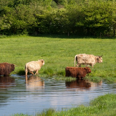 hooglanders Twente Hoeve Springendal water6.jpg