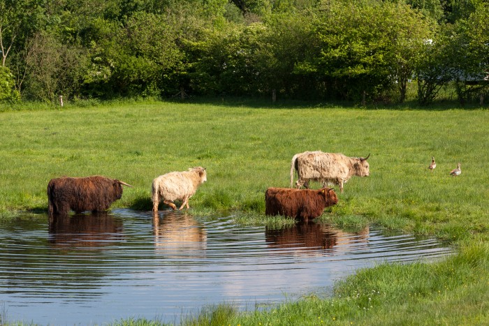 hooglanders Twente Hoeve Springendal water6