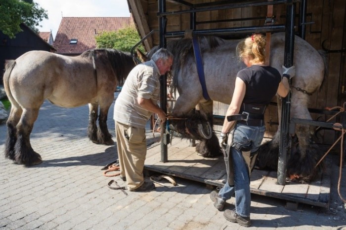 Met paard en wagen in Twente Hennie