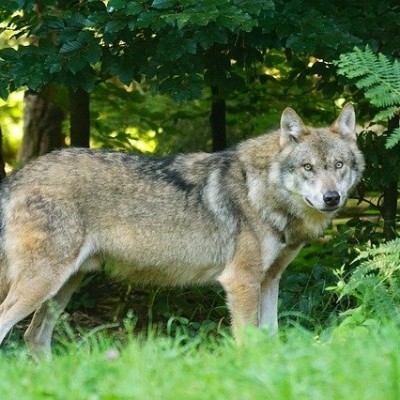 wolf-g900aae106_640.jpg