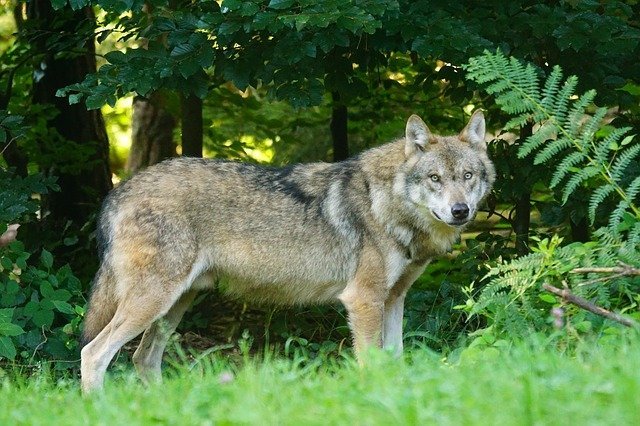 wolf-g900aae106_640