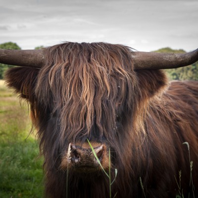 Hooglanders Twente Overijsel Hoeve Springendal