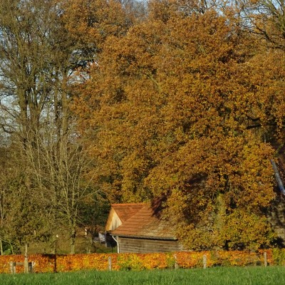 herfst kes.JPG
