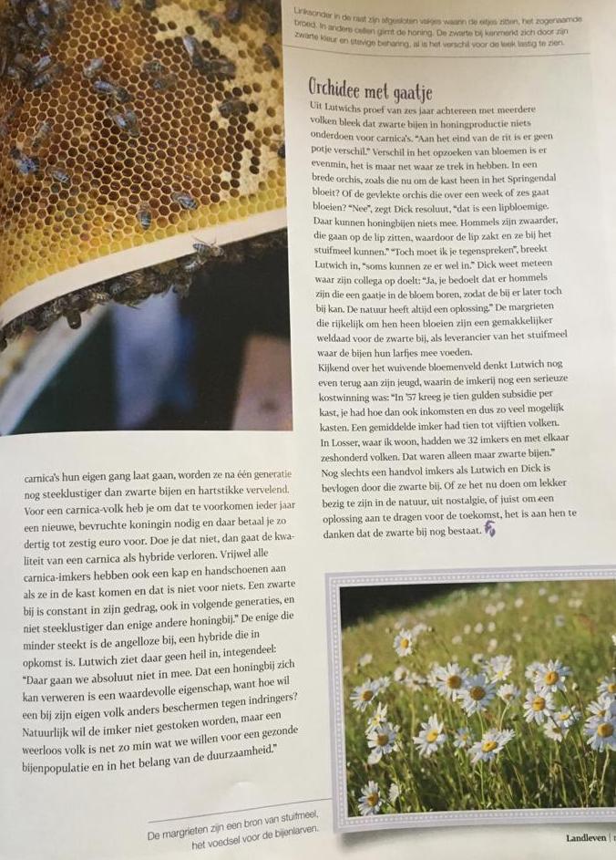 landleven bijen 4.jpg
